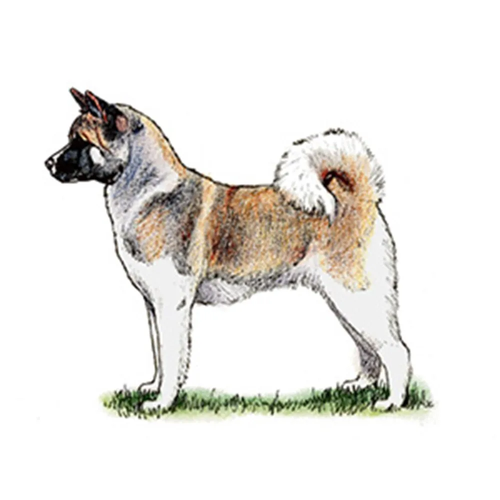 American Akita
