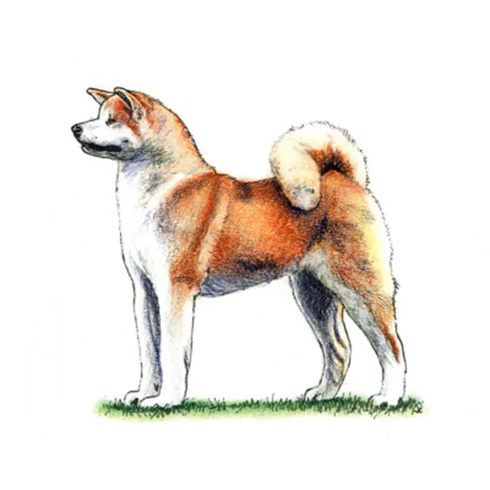 Akita inu dog (94) 사진